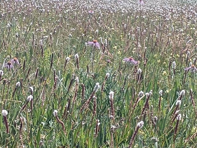 由踏甘肃地之二十九 张掖篇之二十七 康乐草原