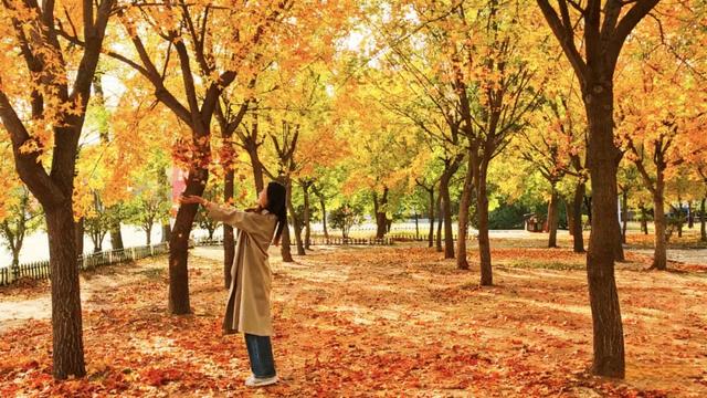 秋去冬来，邀您看红荷湿地的层林尽染，落叶如诗~~~