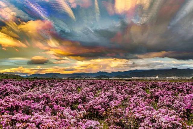 漫步云端，撞见磅礴花事丨15秒看云南