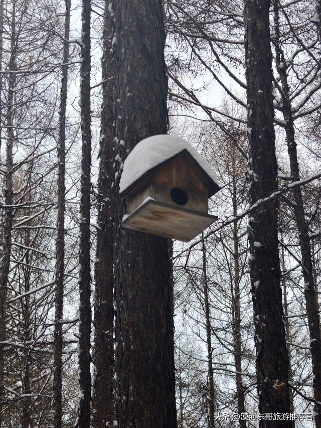 🔥漠河3天2晚封神攻略！打卡中国最北，泼水成冰+驯鹿互动！