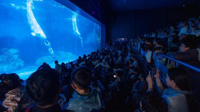 年味不停，宠妮来袭！郑州海昌非遗国潮续写精彩，三月宠妮浪漫接档