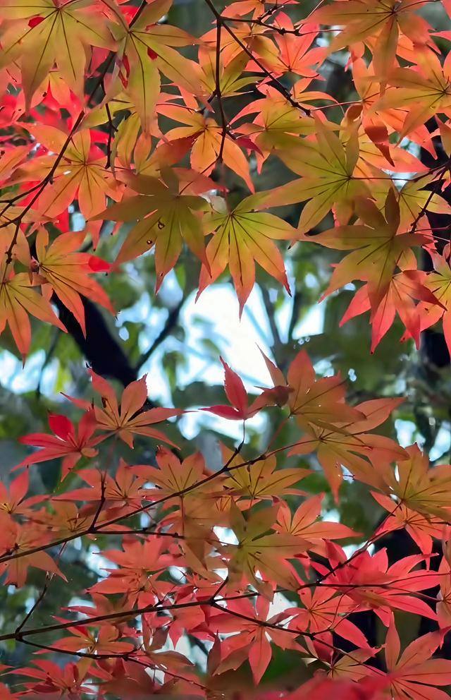 闯入昆明的秋日调色盘！这片红叶秘境即将“枫”神