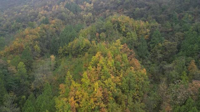 秋日里的高川：层林尽染秋意浓