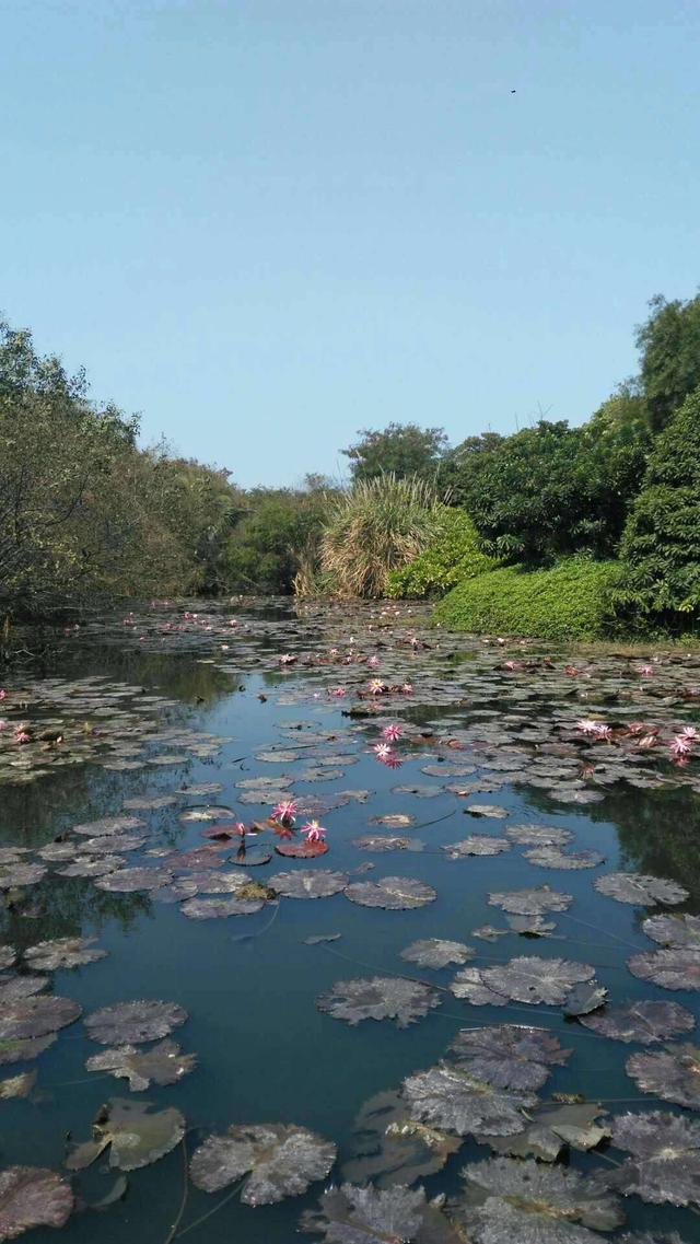 带着孙女去旅行（154）海口白沙公园