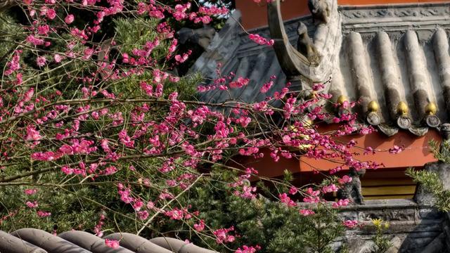 限时“梅”景!郫都这座千年古寺,藏着冬日最治愈的禅意与浪漫