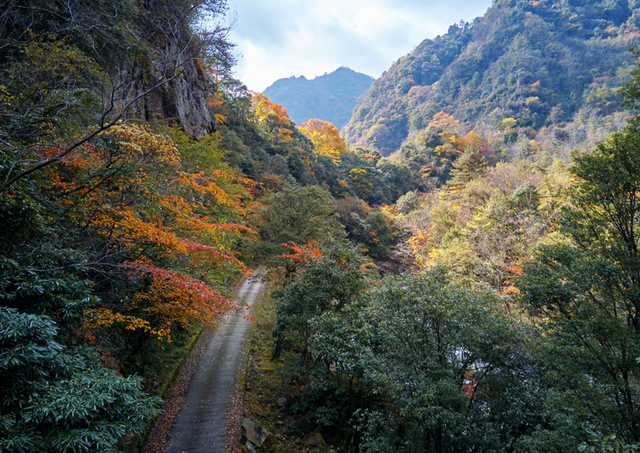 走不出这画了，我已被平武的彩林迷倒！
