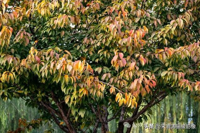 陕西渭南：天晴了 高新区时代广场秋色盎然