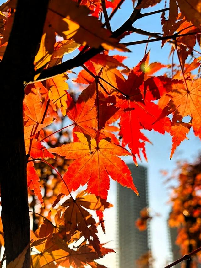 武汉江城大美沙湖红叶之约