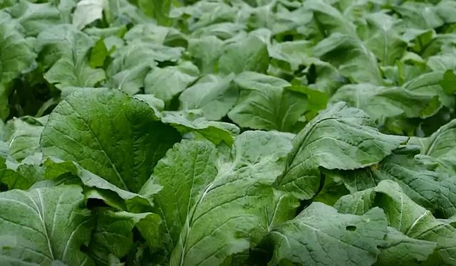 地名里的重庆 | 丰都虎威镇:以山形定名,因传说添韵