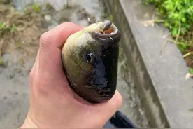 用5号的鱼钩，多大的鲫鱼能吃进去？天冷钓鱼别选错了钩！图片