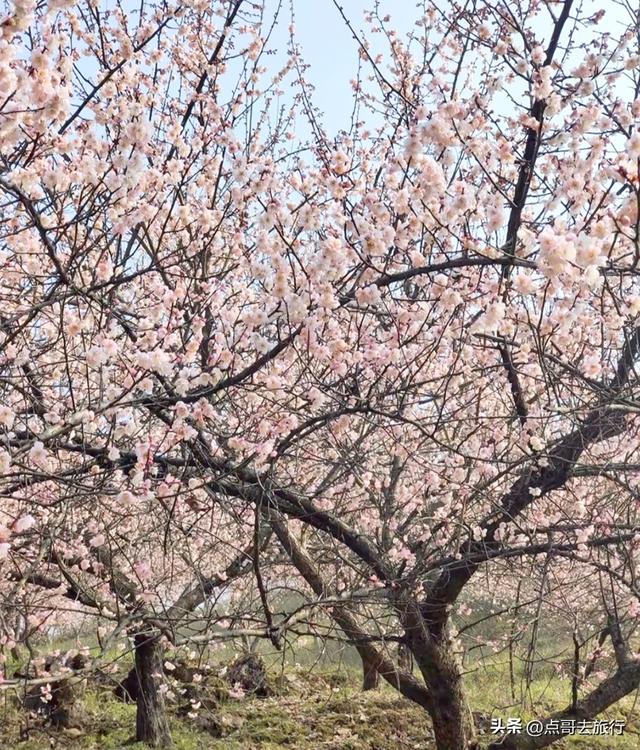 成都最新5个梅林花海，你该去哪个？其中一个被称为成都小林芝！