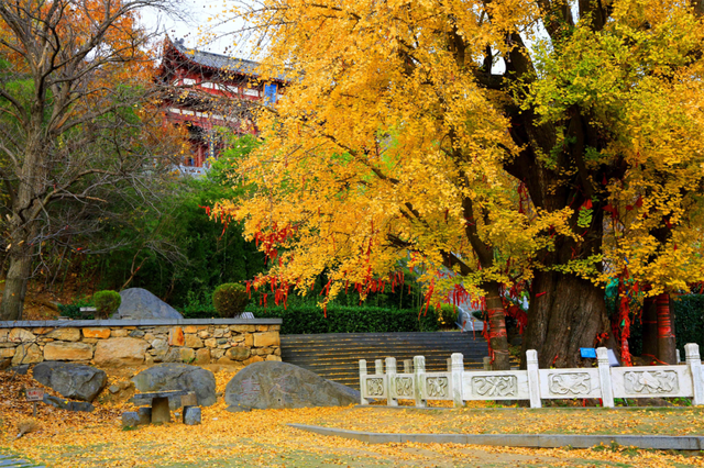 临沂人秋日里心心念念的风景已经来了，快看看吧