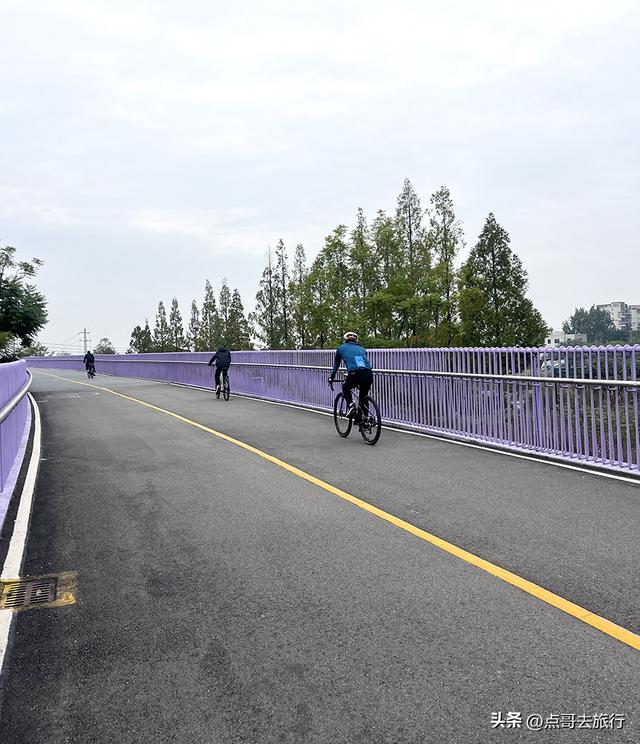 成都市区最大银杏林，金黄如海超壮观，不要门票，地铁公交直达！