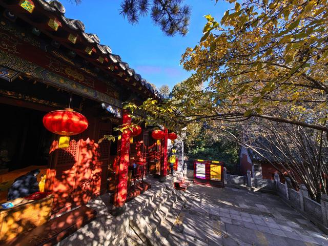 泰山王母池蜡梅初绽 花叶同枝尽显冬日诗意