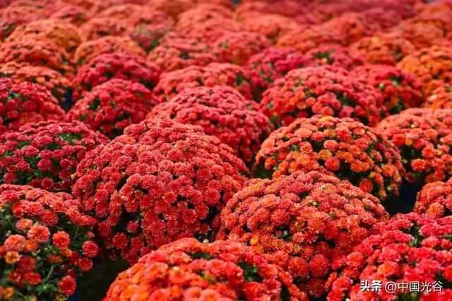 光谷菊展今起在鸡公山公园举行,各色“顶流”争奇斗艳等你打卡,持续至11月30日