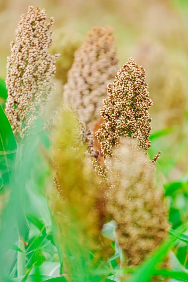 🧡秋日限定！郫都这片红高粱地超出片~
