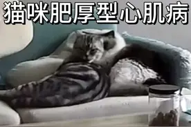 说了一万遍猫咪肥厚性心肌病的知识没人听！图片