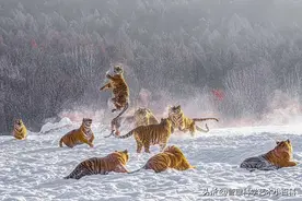 吃过老虎肉吗？历史上哈尔滨两次公开卖老虎产品！图片