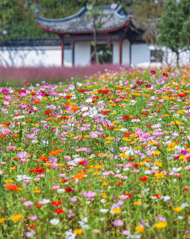 上海五大绝美花海，10月必去！第四个简直像穿越到童话世界