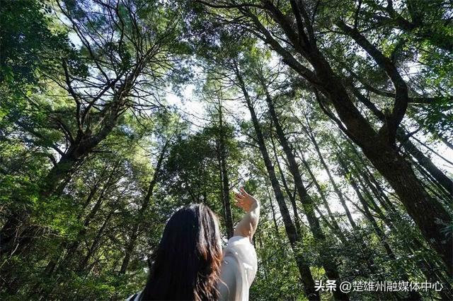 不限次入园！楚雄一景区门票年卡、优惠卡正在办理🤩