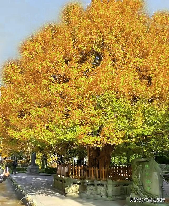 成都这5大千年银杏，超级惊艳，其中一株相传是杨贵妃种植！