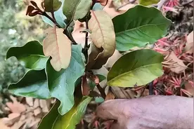 农村杉树上面生长的寄生植物，别把它当柴火烧了，价值珍贵请珍惜图片