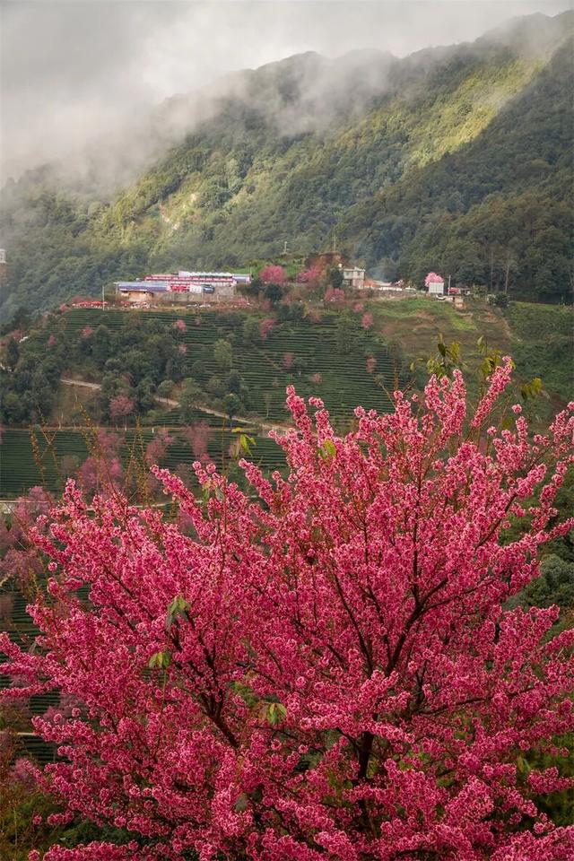 均温25℃，游客仅大理1%！云南这座小城，只有冬天才会被想起