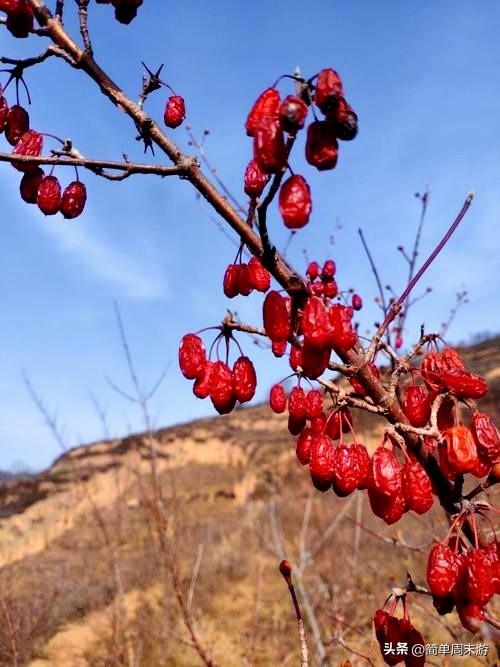 21）徒步山西阳城蟒河指柱山，冬日山野之行，把疲惫，留在上山的