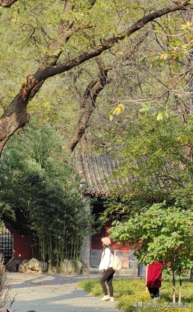 北京：焦糖色的秋日正当时，还有美味素食+直达专列，走啦！