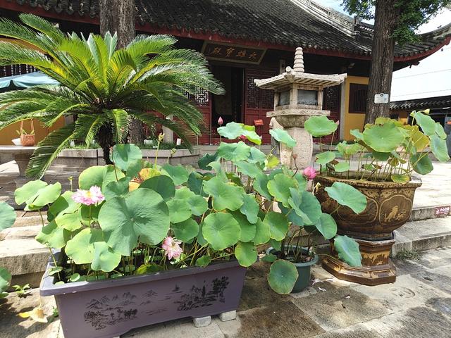 别再去西园寺人挤人了！苏州闹市中的免费小众古寺