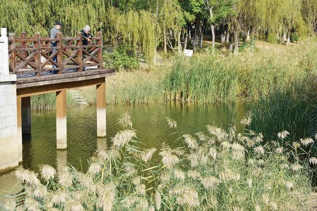 瞰盘锦｜盘锦之秋系列报道——兴隆台：晚秋登场，邂逅绚烂