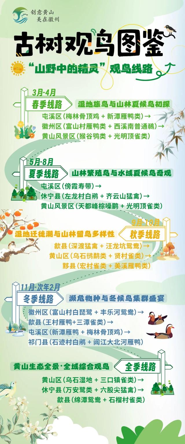 古树观鸟图鉴—4大主题20条线！玩转黄山→ | 皖美夏日