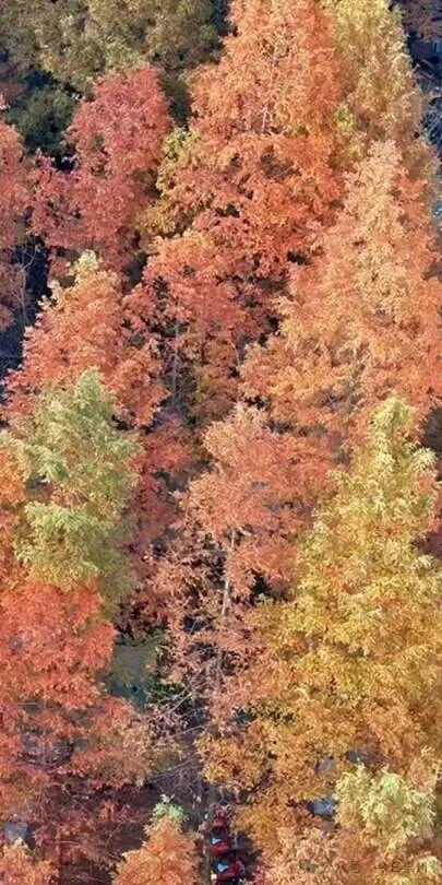 出片率100%！为崇州这些高颜值路连发三天朋友圈！