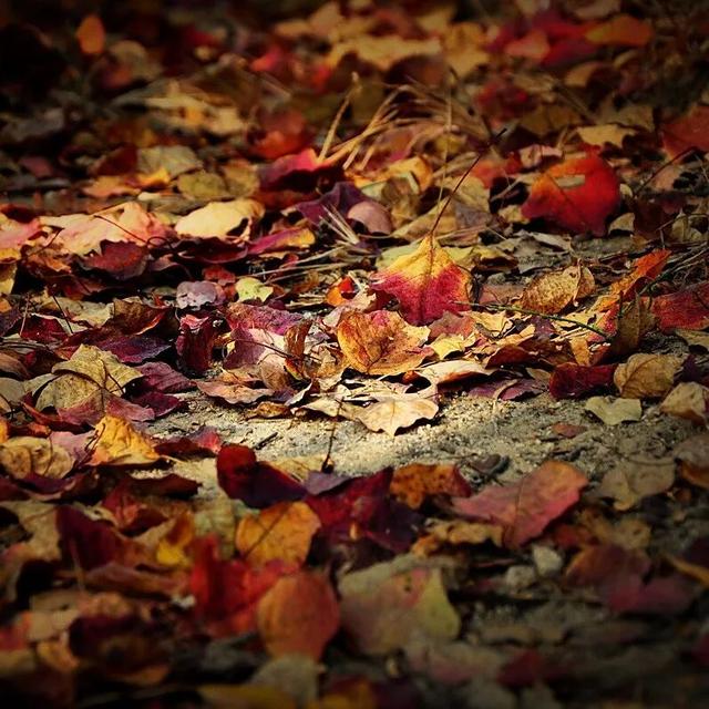 赏秋正当时！跟着杨紫独白，一起解锁塔川「最美秋色」 | 皖美冬日 | 第十五届安徽国际文化旅游节