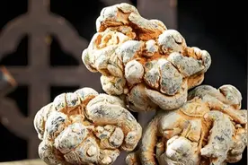 三七被誉为“血管清道夫”，减脂护肝第一选择！图片