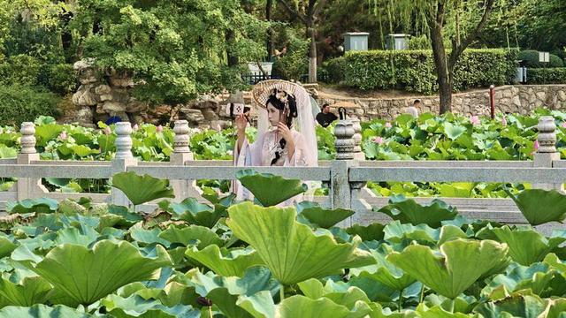 西安莲湖公园荷花绽放