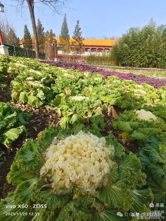 北京景山公园羽衣，冬园锦色｜申艳娟