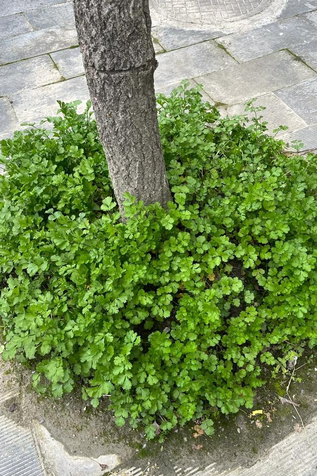 这5种蔬菜“爱阴凉”，树下种上几棵，摘都摘不完，超适合家庭种