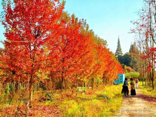 绝美！快来崇州收藏这份限定秋色