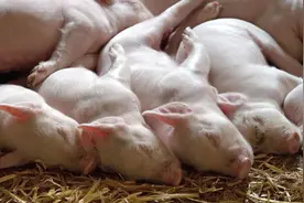 内卷到崩溃？牧原、新希望等巨头竟“杀”到越南跨国养猪！图片