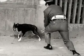 80年代时，有一场轰轰烈烈的“打狗运动”，为啥会有这场运动呢？图片