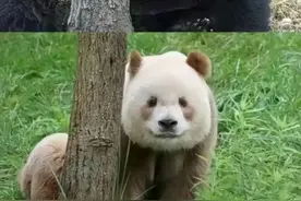原以为是爸爸，没想到是儿子，七仔和儿子们的长相对比图片