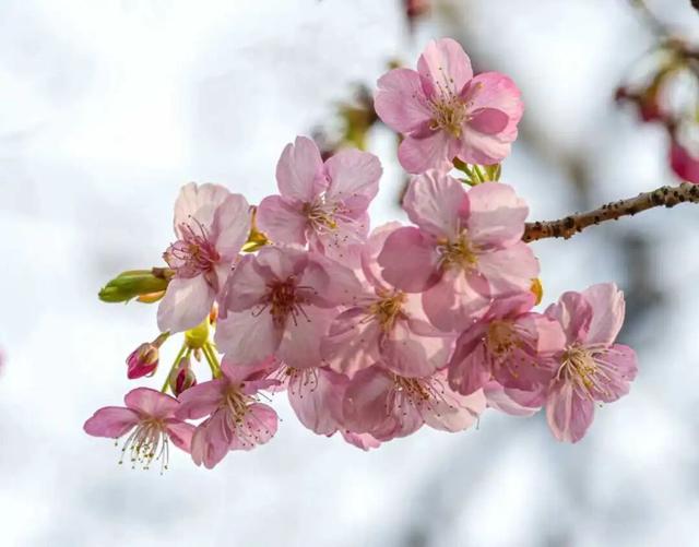 鼋头渚樱花节3月1日启幕
