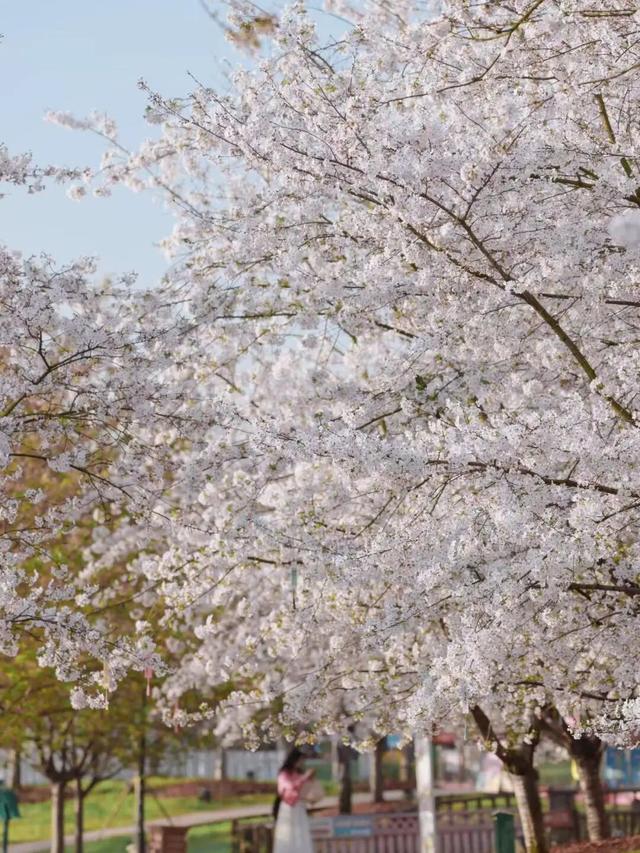 烟火成都丨哇塞！成都的春天也太会开了
