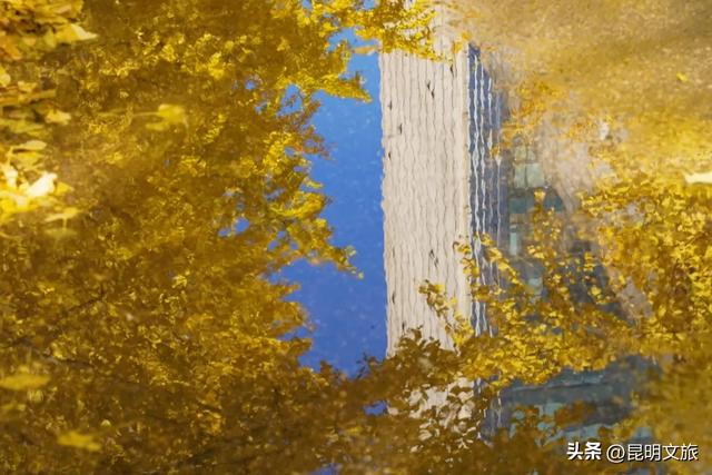 昆明冬日限定的金色浪漫，已加载完成！就藏在昆明这条街……