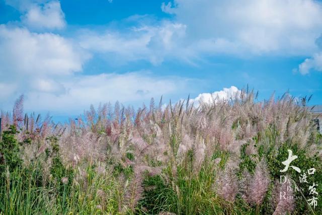 梦幻绝美!大渡口藏着一大片芦苇花海,现在去正好