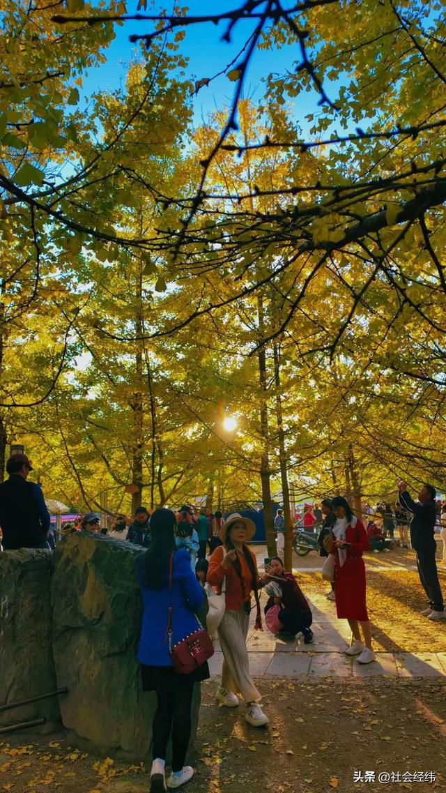 金色童话！腾冲千年银杏村，巷陌皆染秋光醉