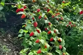 九种小时候吃过的野果，你还记得吗？图片