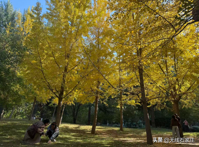满城尽染“黄金甲”！石家庄公园银杏进入最佳观赏期，邀您共赴秋日浪漫