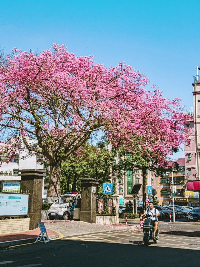 寻觅秋冬季粉色浪漫：深圳十个邂逅异木棉花开的地方